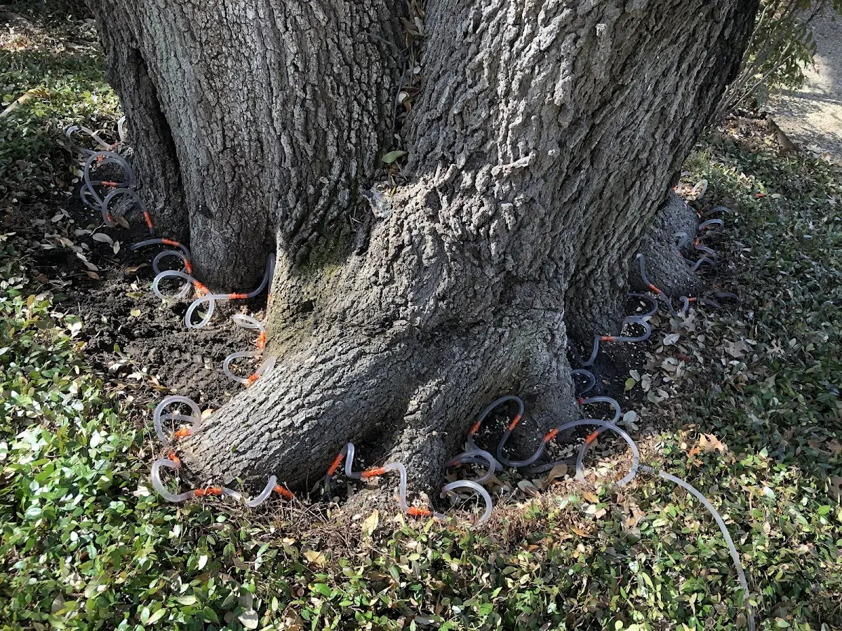 Detailed Shrub and Hedge Trimming job site in Hendrix