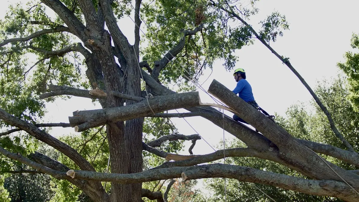 Professional Hazardous Tree Removal performed by certified arborists in Hendrix