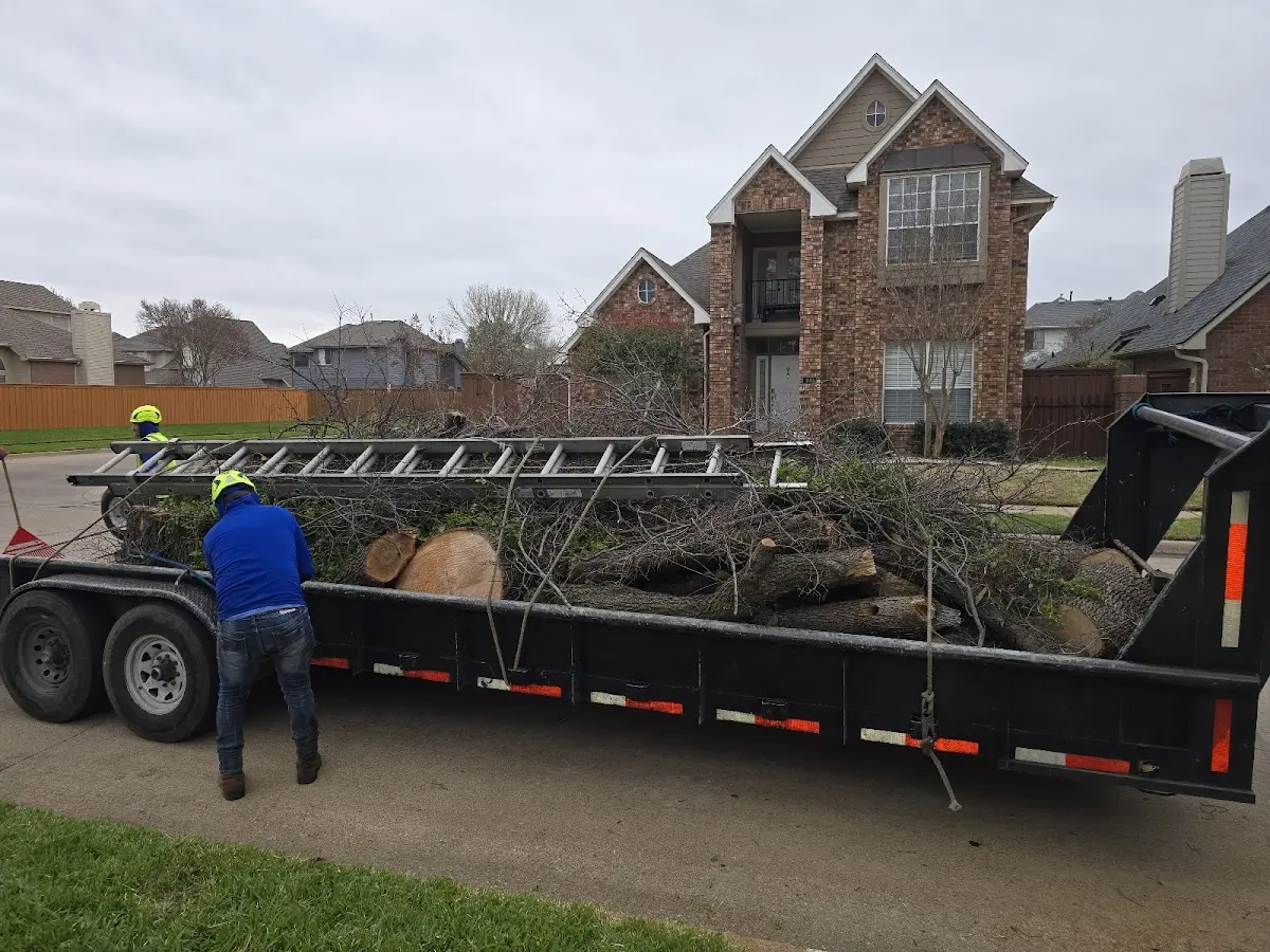 Expert Tree Removal with proper safety equipment in Hendrix
